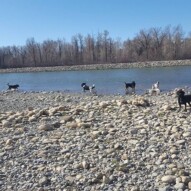 River fun with Oliver, boomer, teela, Quinn, Cao and Maggie #dogs #packwalk #dogwalking