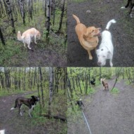 Sure is getting green at Edworthy!#rainydays #rainisagoodthing #quietpark #gooddogs