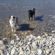 Quinn and cao #yycdogs #dogs #dogwalker