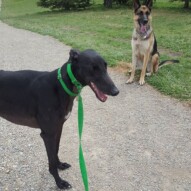 Sky and Bailey #dogs #yyc #dogwalker