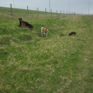 Maggie, Oliver, sniper and Molly #yycdogs #dogwalker #dogs