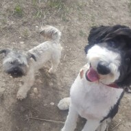 Teddy and Maggie #yyc #dogs #dogwalker