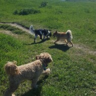 Fozzy, alara and Wiley #yycdogs #dogs #spring