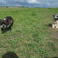 Molly and teddy #springtime #yycdogs #dogs