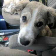 Welcome to the pack Koda! This little girl was quite the trooper for her first walk in the snow today.Would you look at those puppy eyes?! ️