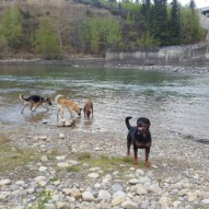 Nero, Bailey, Briggs and Herbie cooling off #yycdogs #dogwalking