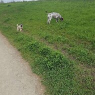 Knute and teddy #yycdogs