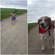 Welcome to the pack Bud(left) and Buddy (right)!!!! #dogs #yycdogs