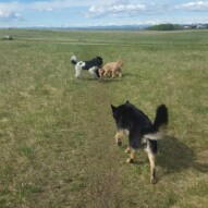 Teela, fozzy and boomer #yycdogs #dogs