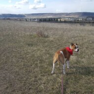 Sniper #yycdogs #pitbull #dogwalker