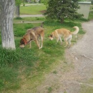 Samson and Briggs #yycdogs