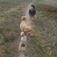 Teddy, fozzy and teela #yycdogs #packwalks