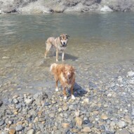 Samson and Dutch #dogs #river #yycdogs