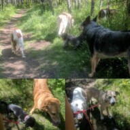 What a wonderful way to start the week off!#offleash #yycdogs #yycdogwalker #funinthesun