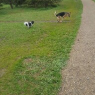 Bailey and ace #yycdogs #dogwalker