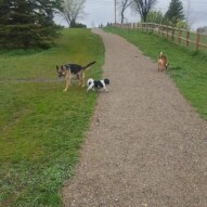 Bailey, ace and navi #yycdogs #dogwalking