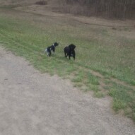 Cao and alara #yycdogs #dogwalker