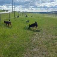 Thursday's morning pack! #yycdogs #dogs #dogwalking