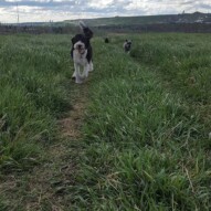 Maggie and paco #yycdogs #dogwalking #calgary