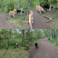 Friday fun in the sun!! #edworthypark #yycdogs #yycdogwalker #funinthesun #waggingtails