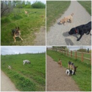 The pack loving spring time!! #dogs #packwalks #spring #yycdogs