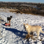 Sarge, Lolo and Kia #packwalksyyc #packwalksswcalgary #dogwalkingcalgary