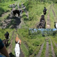 Turned into a gorgeous day for a walk at Edworthy ️ #offleash #dogparkfun #wholecrewshere #dogpack #goodtimes