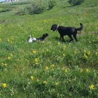 Koby and boomer #yycdogwalkers