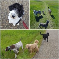 #yycdogwalkers #packwalks #dogs