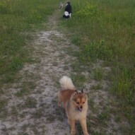 Wiley, Maggie and teddy