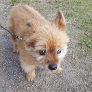 Oliver #yycdogwalkers #dogs