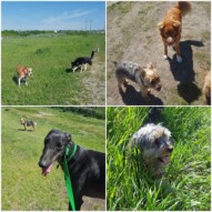 ️ #dogs #dogwalkers #yyc