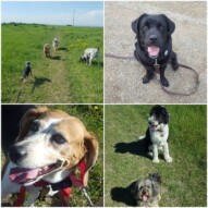 The gang is loving sunshine!!!  #dogwalkers #allbreedsizes #yyc #calgarydogs