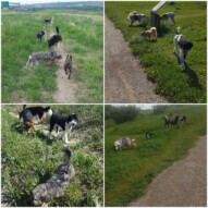 Beautiful packs sticking close and loving the sun!  #yycdogwalkers #dogs