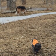 Fred and Soohie #allbreedsallsizes #dogwalkerinyyc #packwalksswcalgary