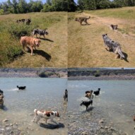 Having a time at Shouldice!#sunnydays #funinthesun #waterdogs #swimmingisthebest #bowriver