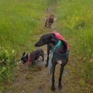 Molly, Sky, Herbie and teddy! #dogs #packwalks