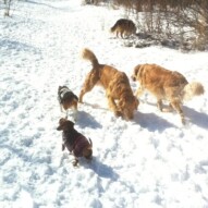 Afternoon pack, enjoying the fresh snow.