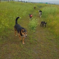 Tuesday's crew! #yycdogs