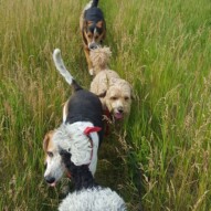 Buddy, fozzy, Oliver! #yycdogs