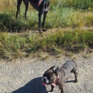 Molly and sky #nwcalgary #nosehill #yycdogs