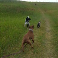 Boomer, Herbie and Molly