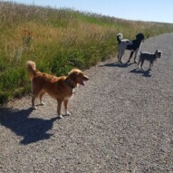 Dutch, boomer and paco #yycdogs