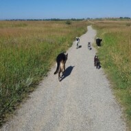 Bailey, Boomer, paco, Molly, Maggie #yycdogs