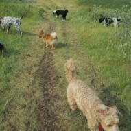 Wednesday's pack! #dogs #dogwalker #yycdogs