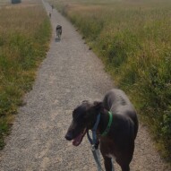 Sky, Maggie, Dutch and boomer