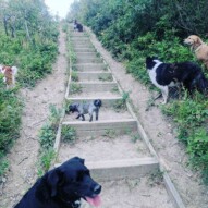 Waylon: "Hurry up guys!"Buddy: "What do you mean there are MORE stairs?!" #dogadventures #yycdogs #yycdogwalker #somanystairs