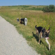 Ace, Wiley, boomer, Bailey