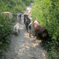 The gang's all here at Edworthy today! #truckin #urbanhike #yycdogs #yycdogwalker #fun