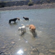 Splashing around at Shouldice!#yycdogs #yycdogwalker #funinthesun #riverfun